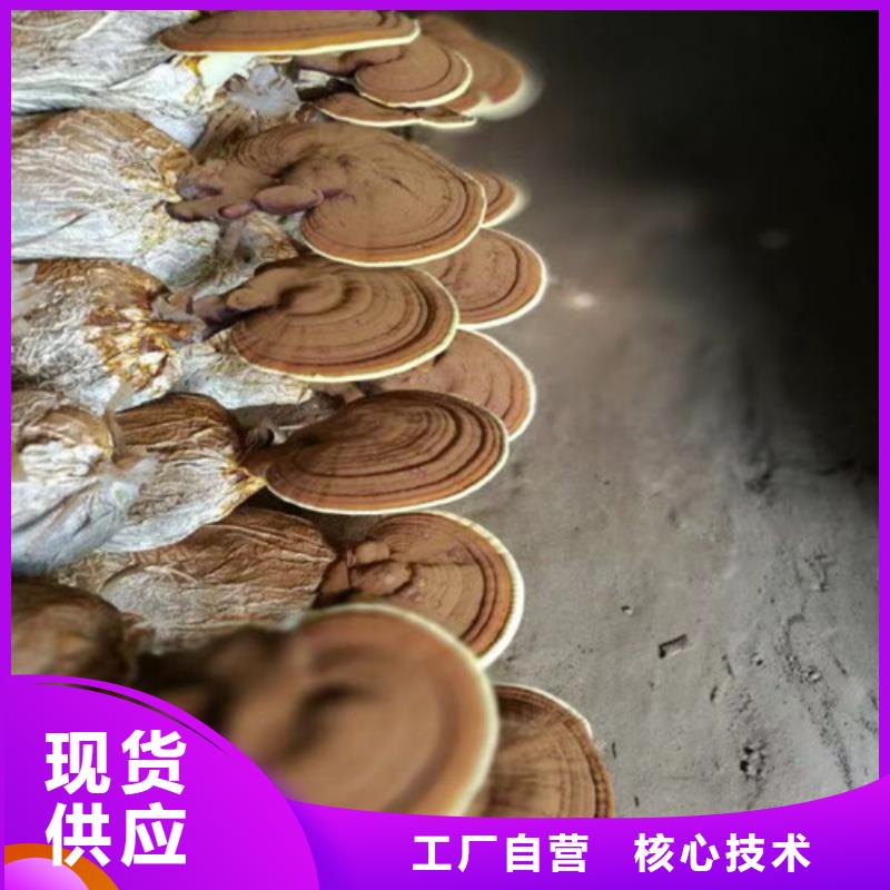 灵芝超微粉
-批发价格-优质货源