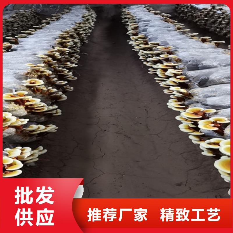 库存充足的煲汤灵芝厂家
