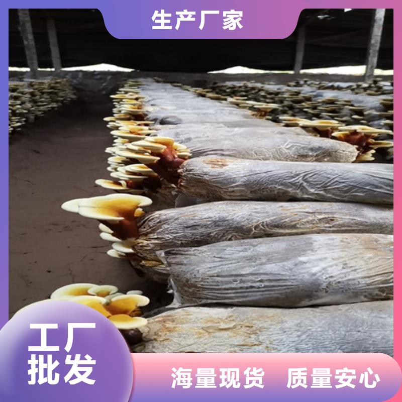 
孢子灵芝厂家直销-库存充足