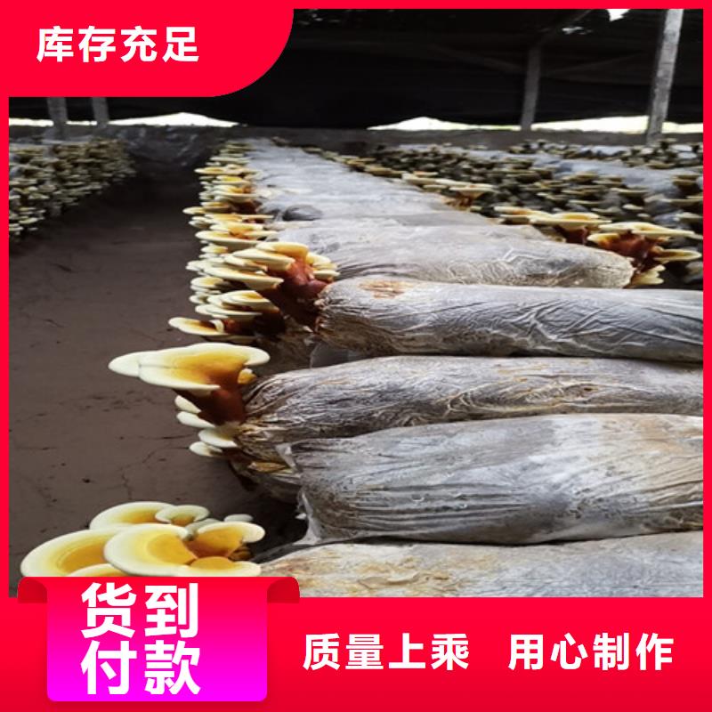 
灵芝孢子粉市场报价