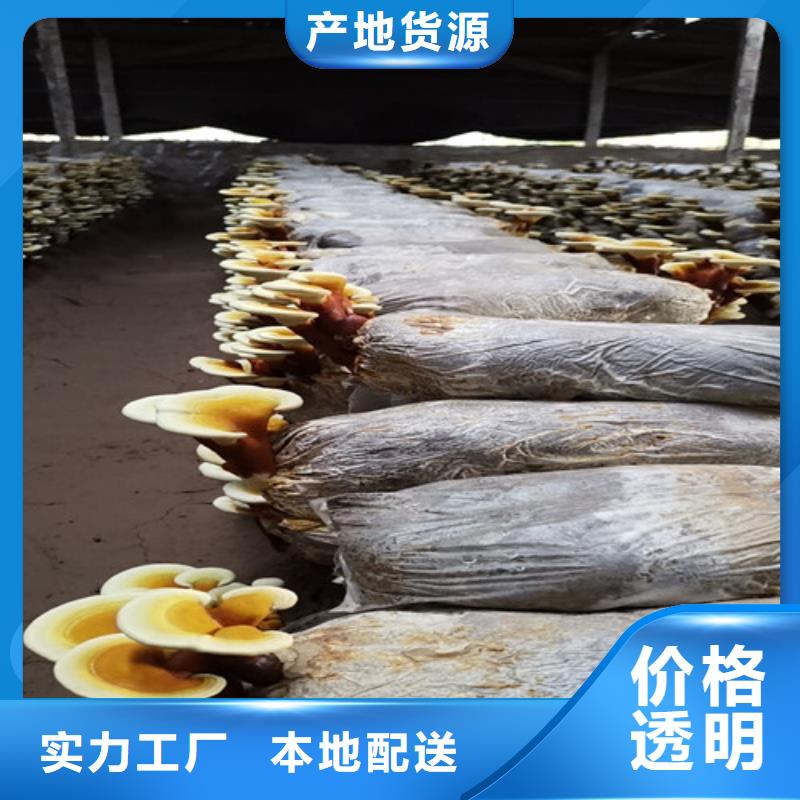 天然灵芝收费标准