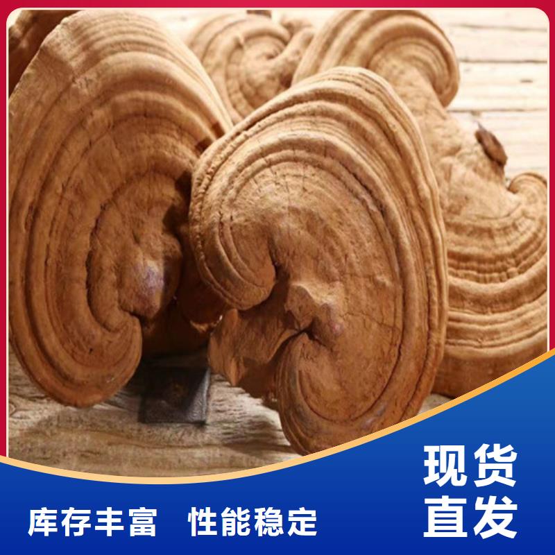 
孢子灵芝现场安装