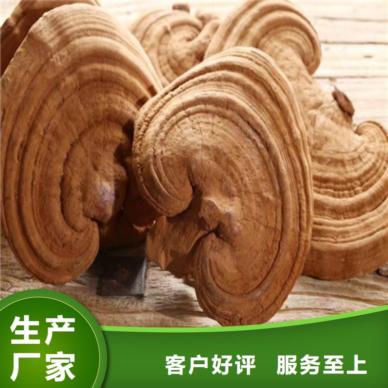灵芝孢子粉厂家报价
