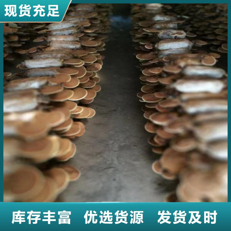袋料灵芝优质品牌