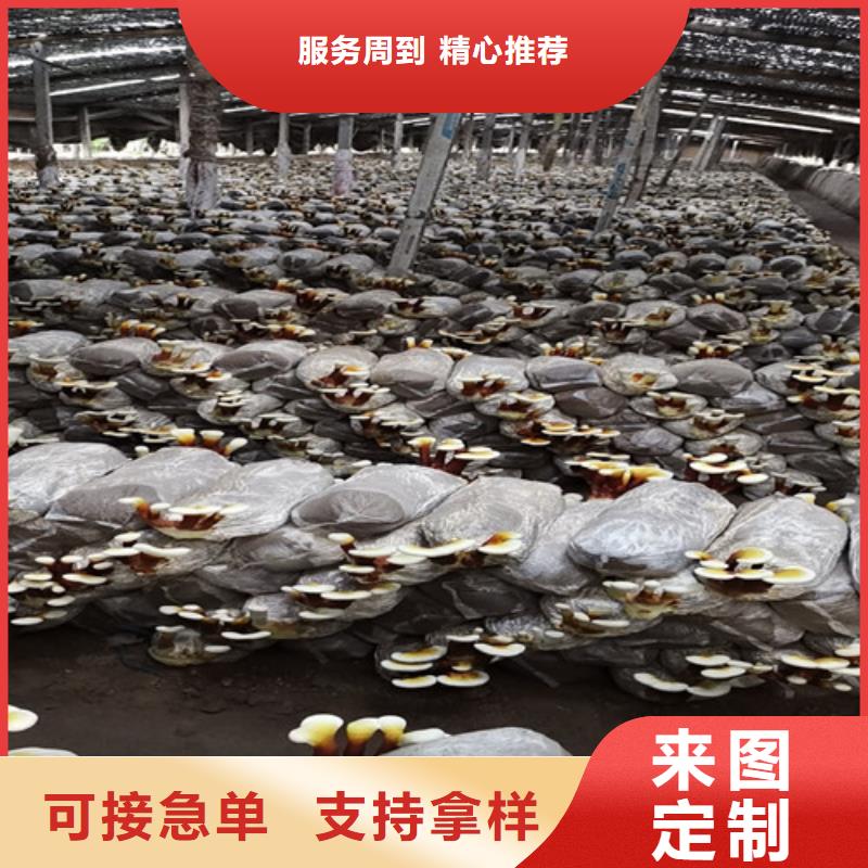 
孢子灵芝精选厂商