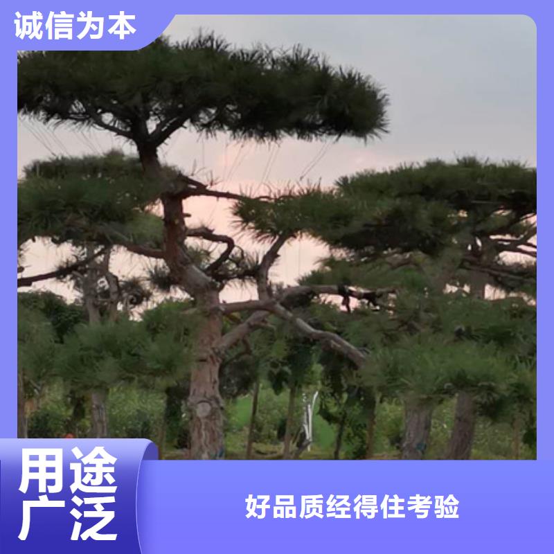 支持定制的异型松经销商