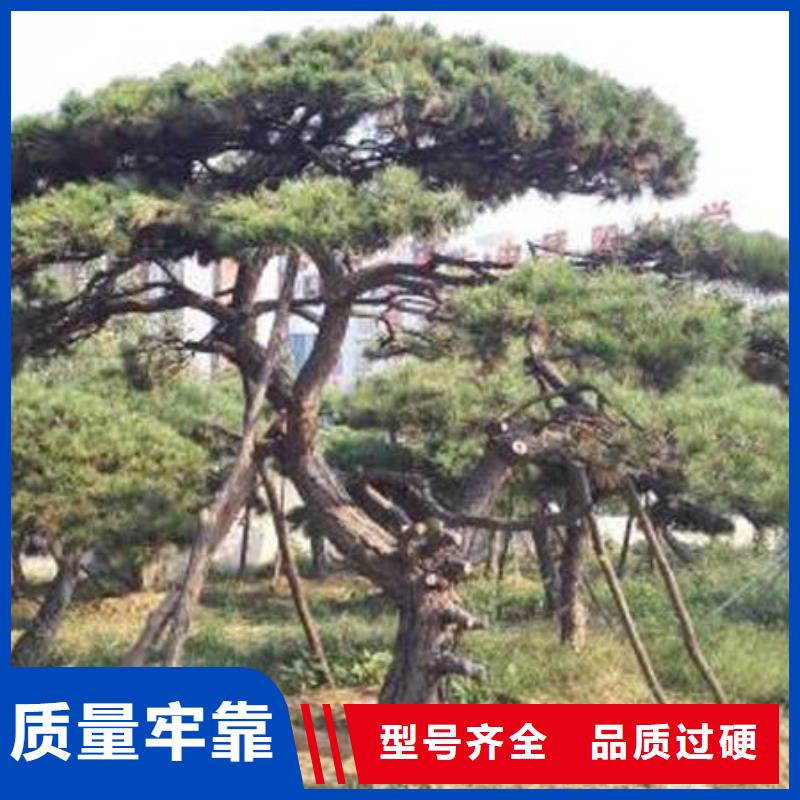 造型松古桩把实惠留给您