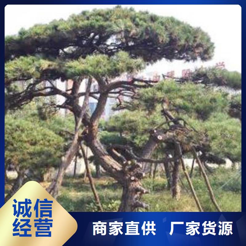  造型松品质优选