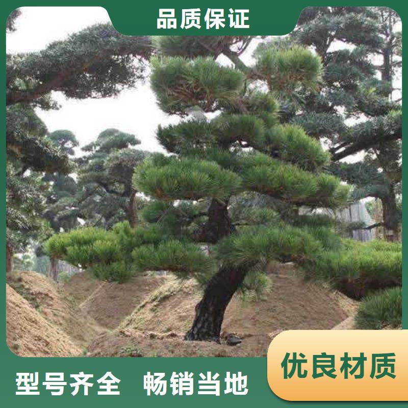 造型松_奇石放心得选择