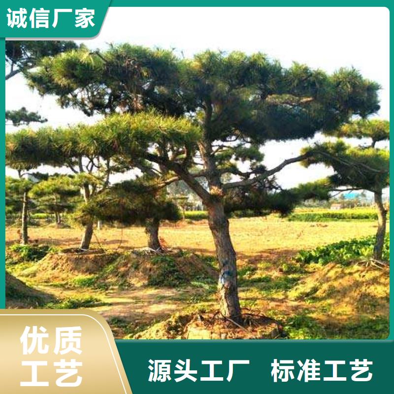 可定制的造型迎客松供应商