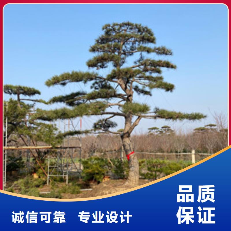 价格合理的造型景观松批发商