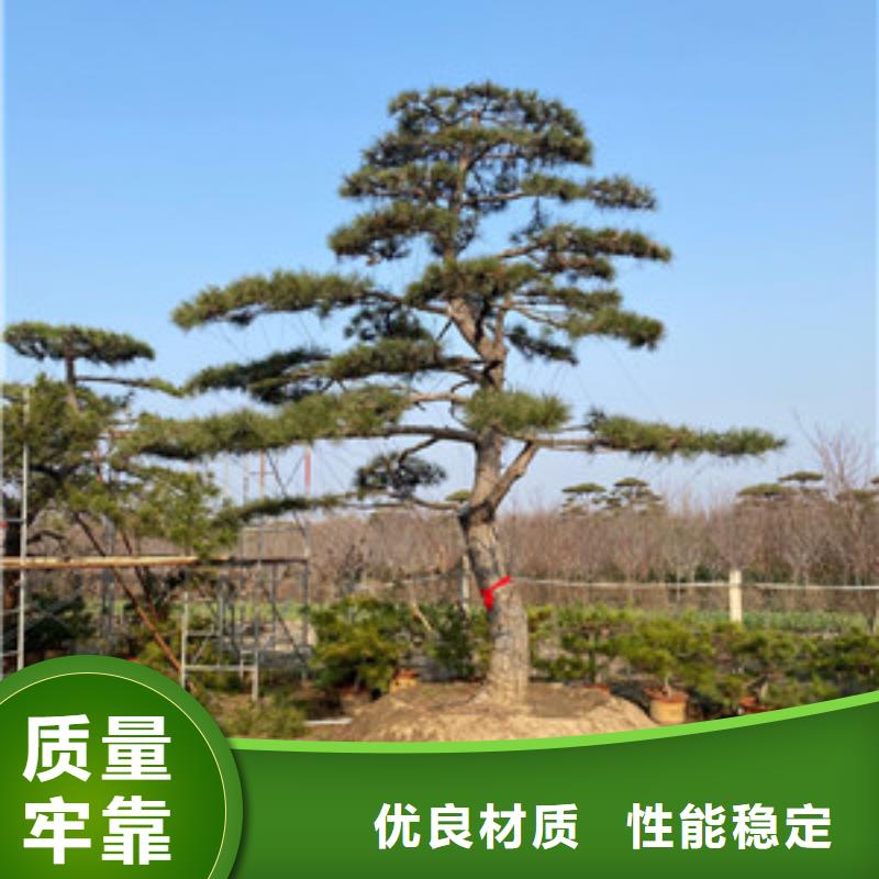 造型松-造型松价格颜色尺寸款式定制