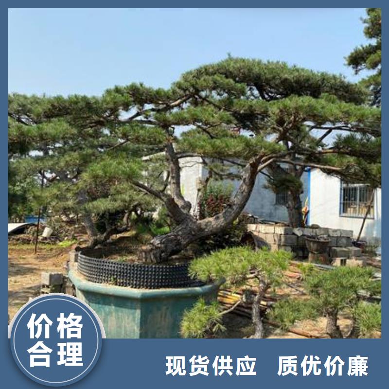 造型松-造型松价格颜色尺寸款式定制