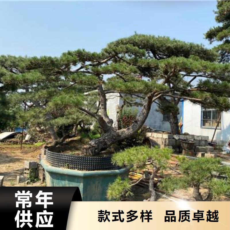 黑松优质商家