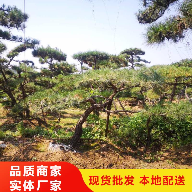 油松厂家-专心做产品