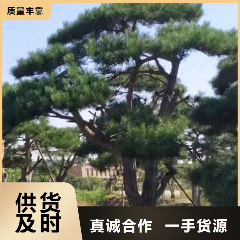 寮步镇造型松种植基地
