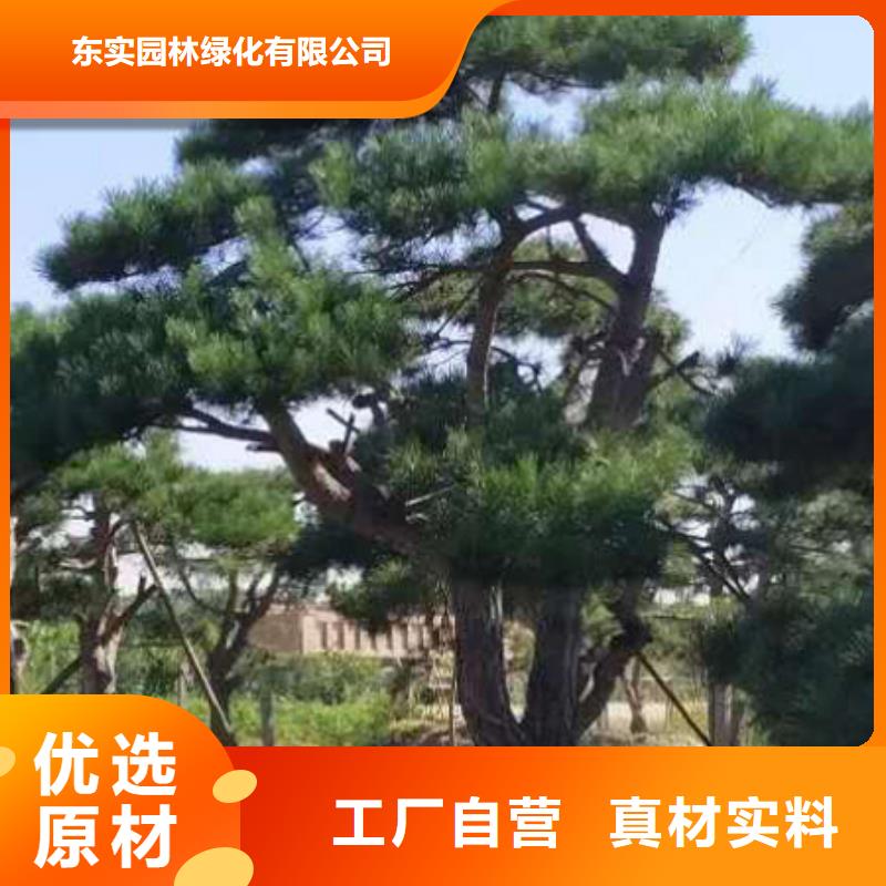 造型油松商家