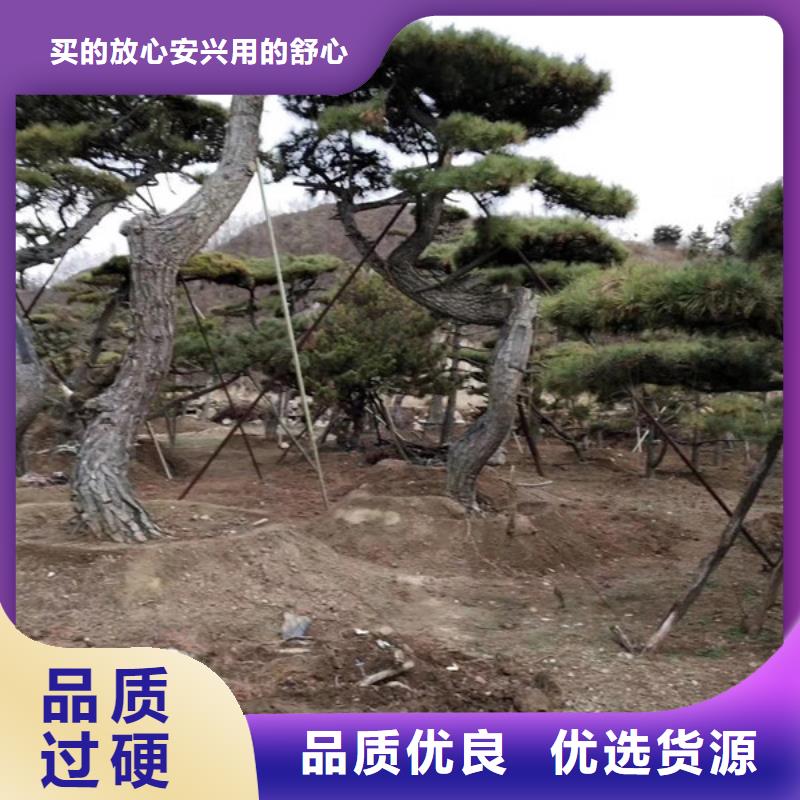 造型迎客松现货现发
