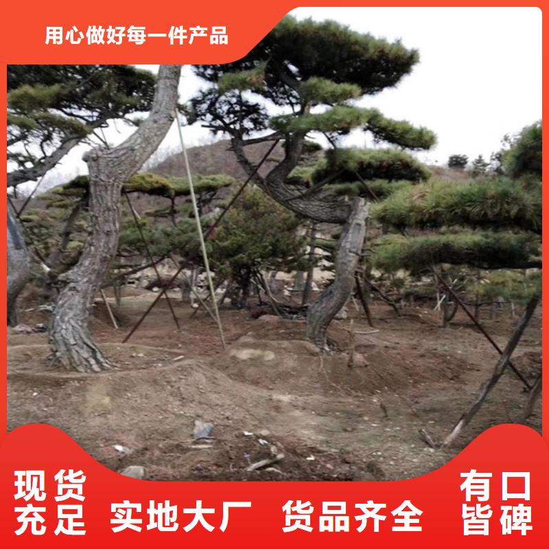造型松造型松价格现货充足