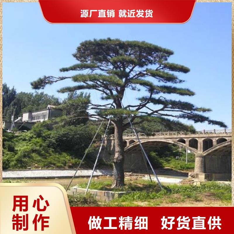造型油松品质与价格同行