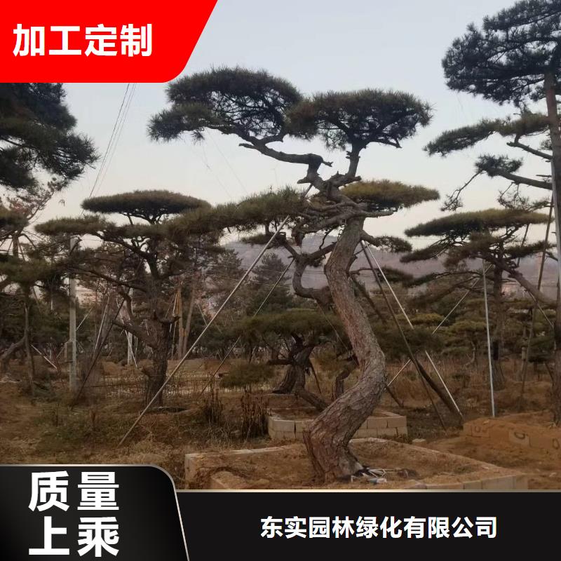 造型油松贴心售后