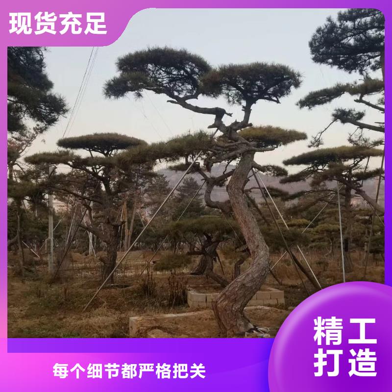 可定制的造型迎客松供应商