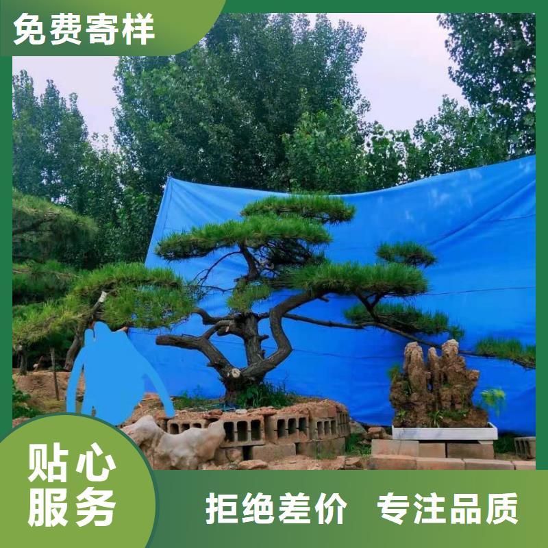黑松优质商家