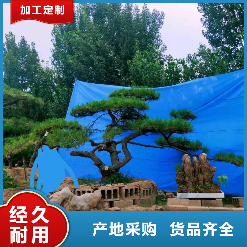  造型松规格齐全实力厂家