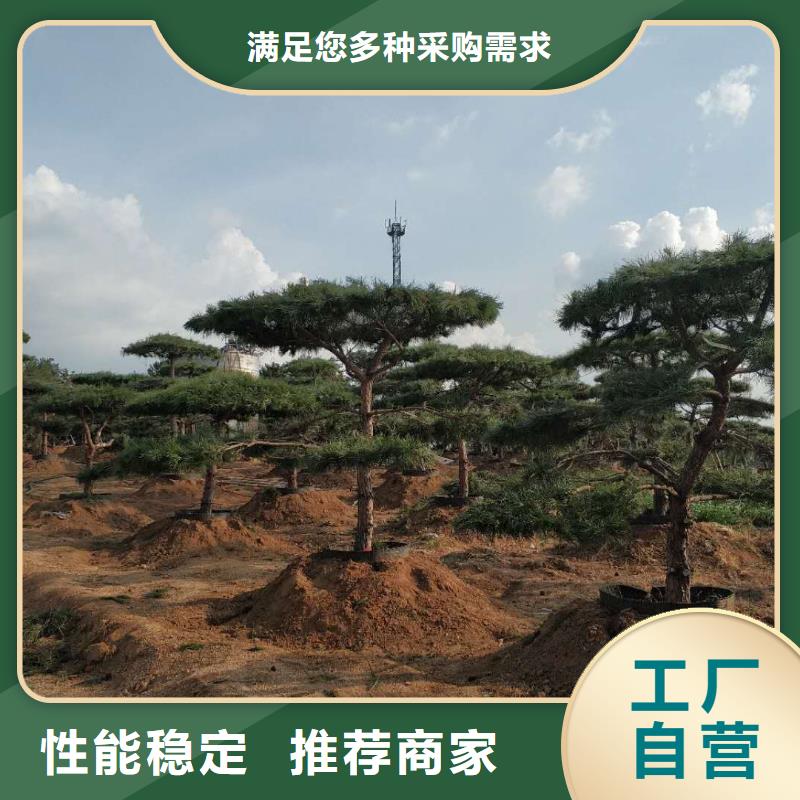 造型松_奇石放心得选择