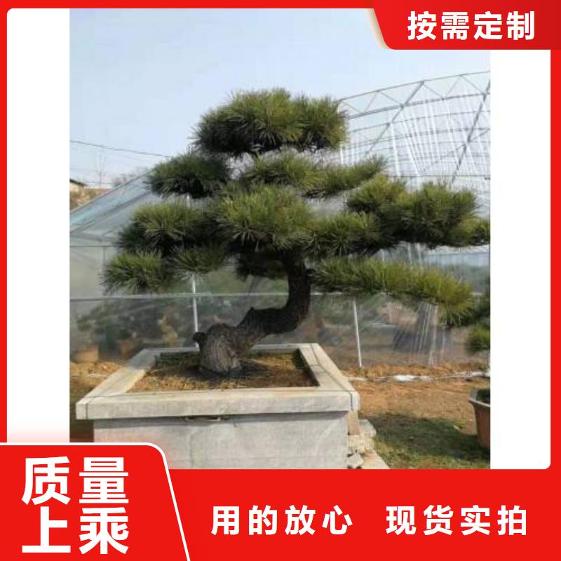  造型松品质优选