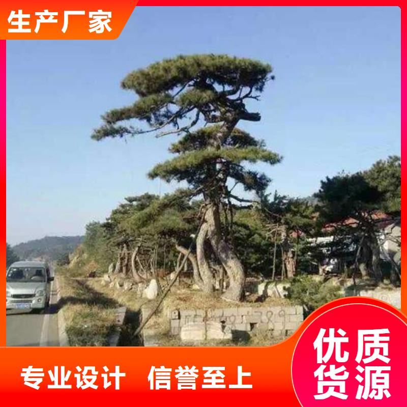造型黑松本地供应商