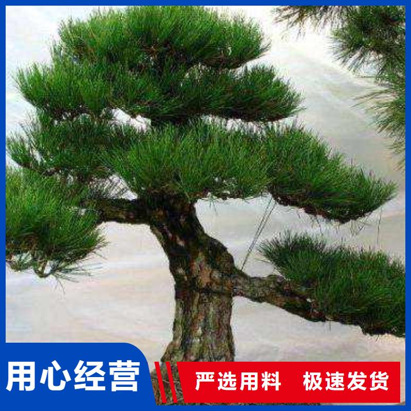 景观松口碑好