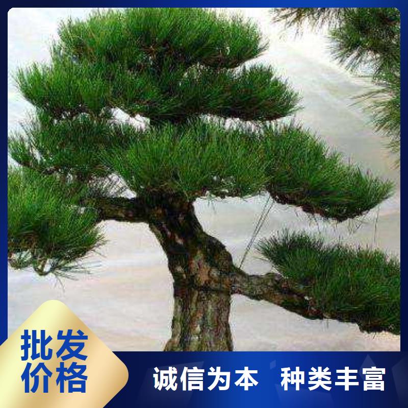价格合理的造型景观松批发商