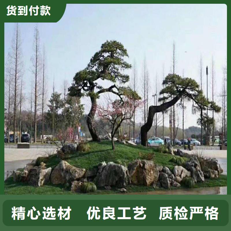 造型油松贴心售后