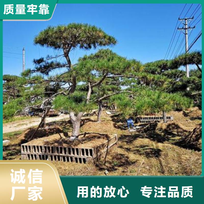 景观松口碑好