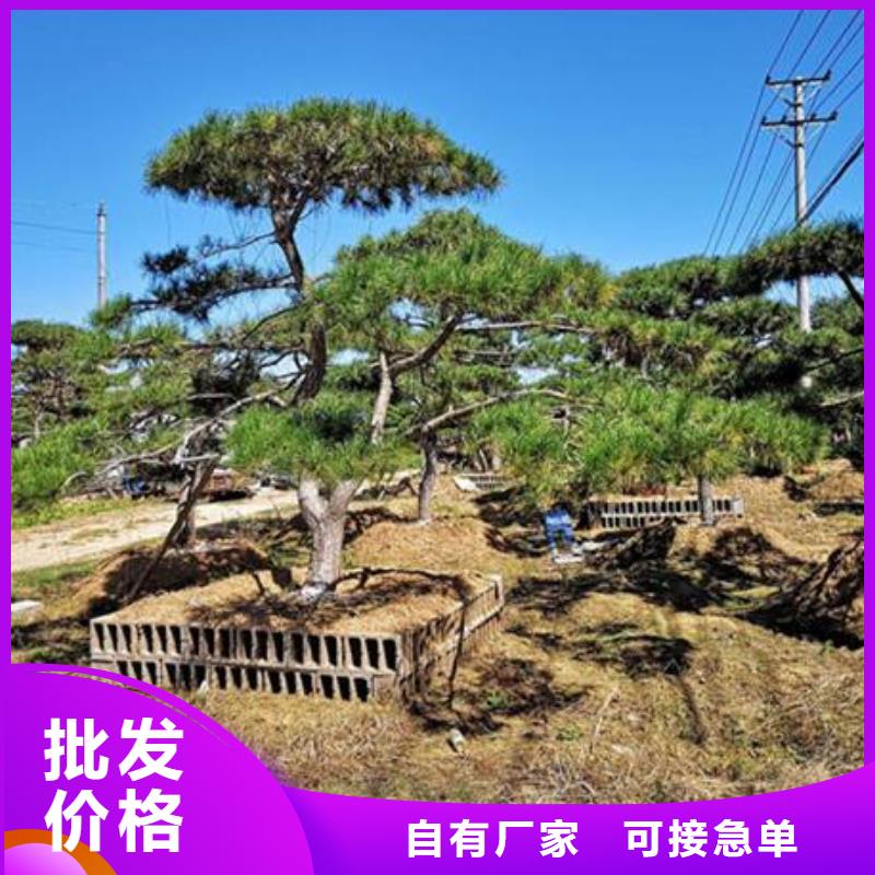 重信誉造型油松供应商