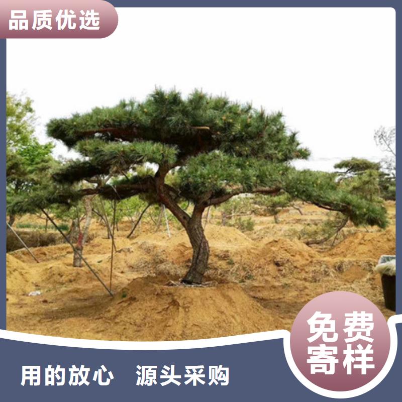 景观松专业配送
