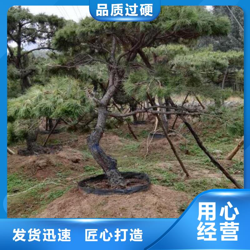  造型松规格齐全实力厂家