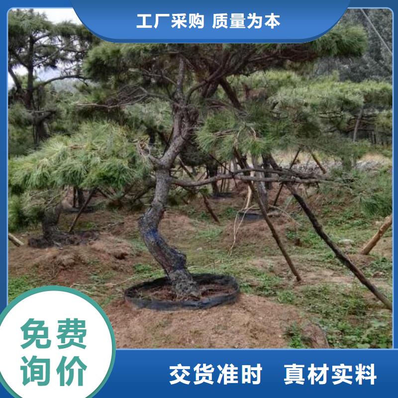 造型松诚信经营现货现发