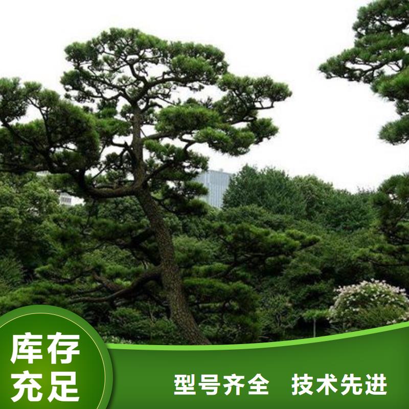 景观松专业配送