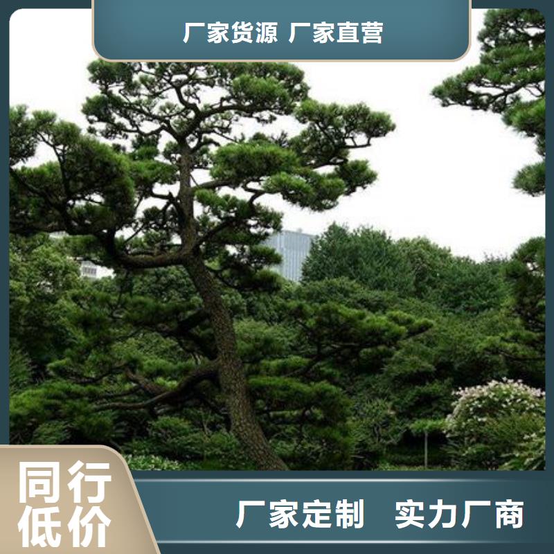 寮步镇造型松种植基地