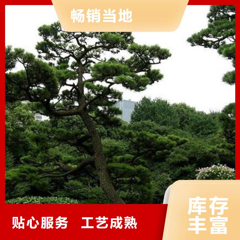 支持定制的异型松经销商