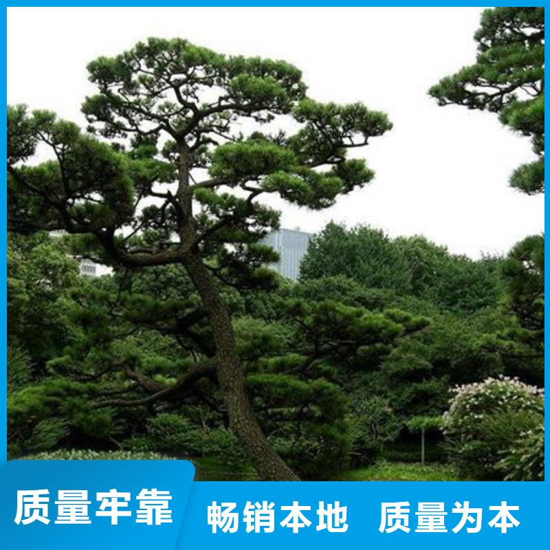 定做造型景松的批发商
