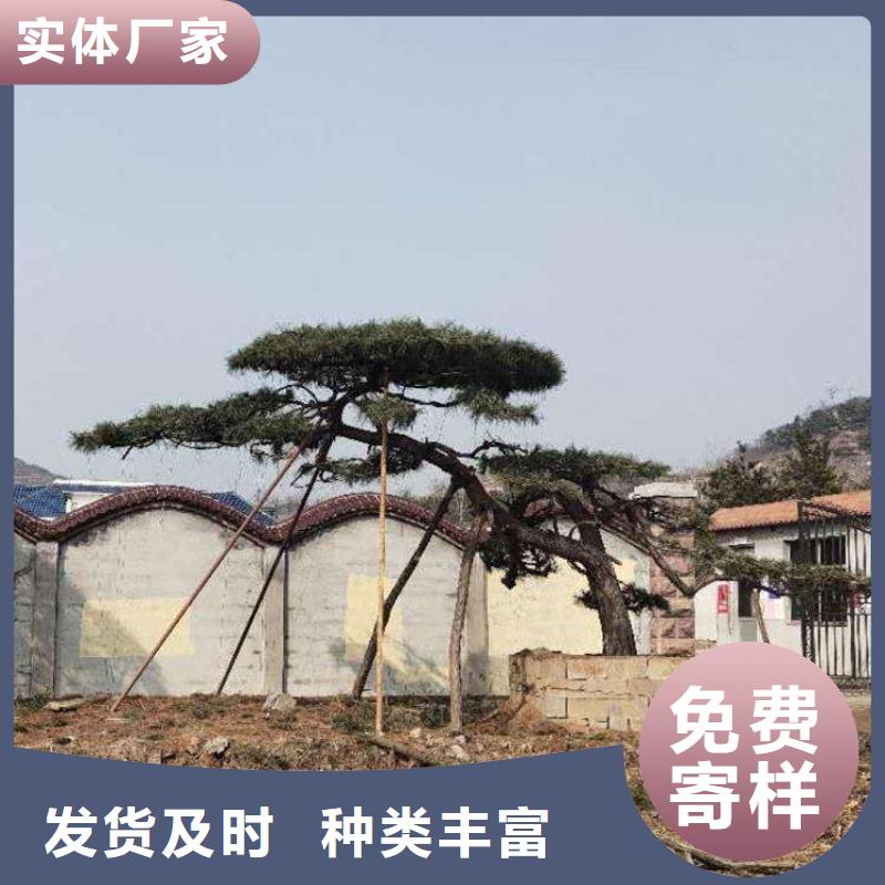 寮步镇造型松种植基地