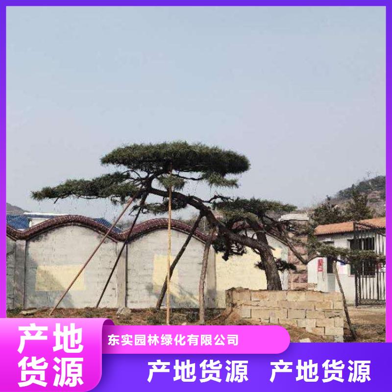 景观松专业配送