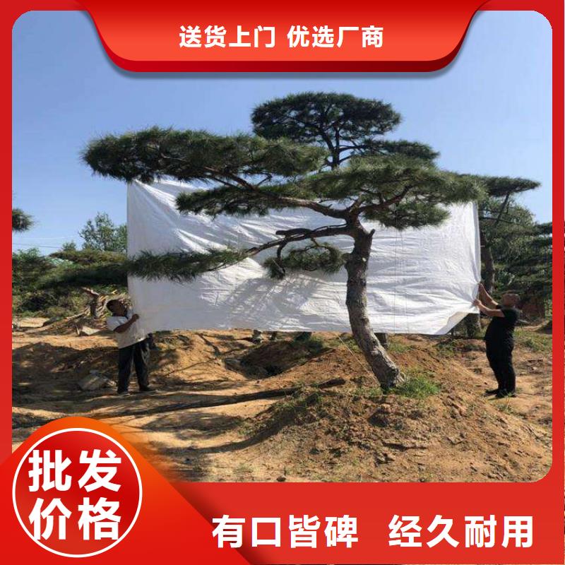 油松成功案例