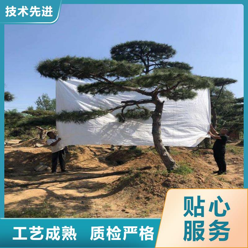 临高县造型黑松欢迎下单