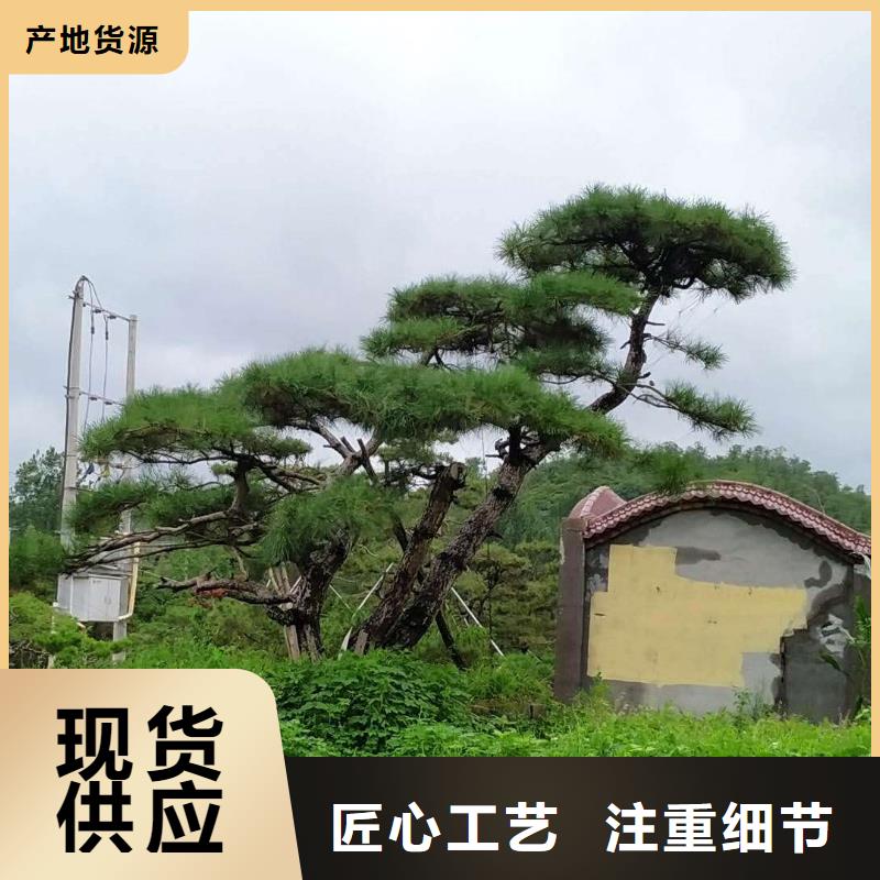油松厂家-专心做产品
