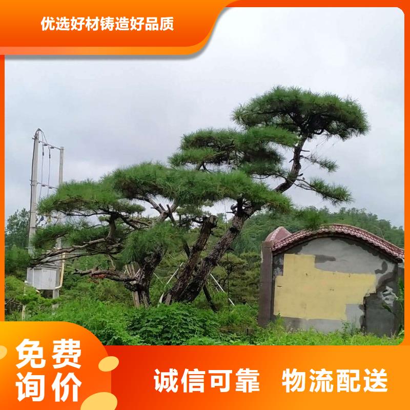造型松_奇石放心得选择