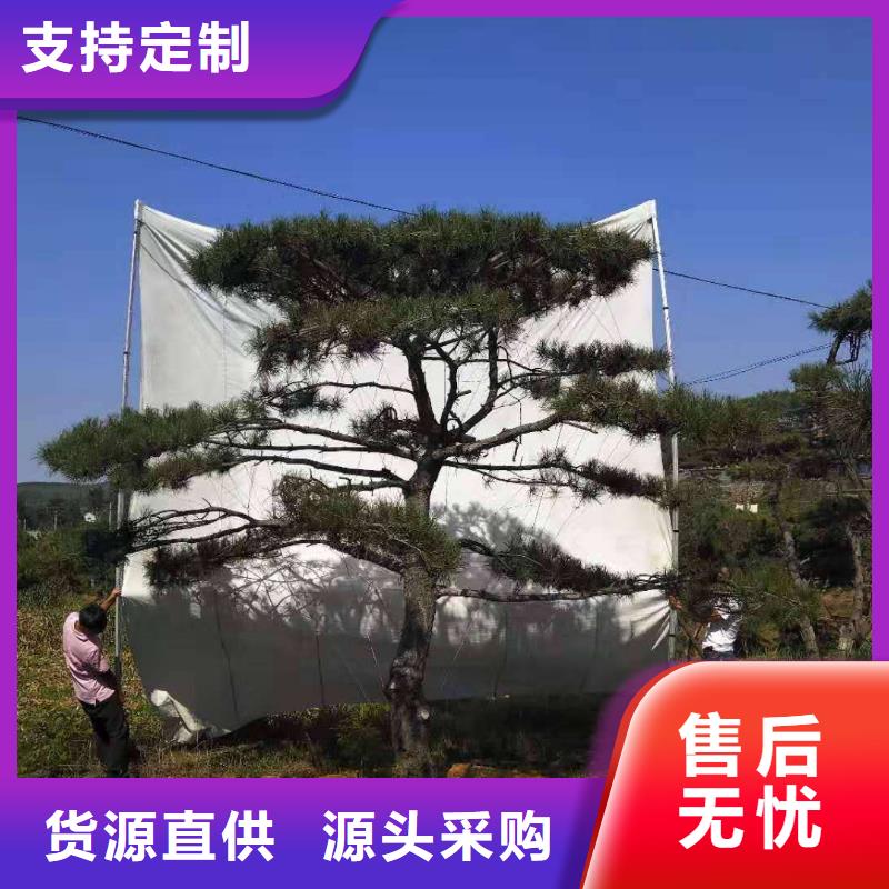 造型迎客松现货现发